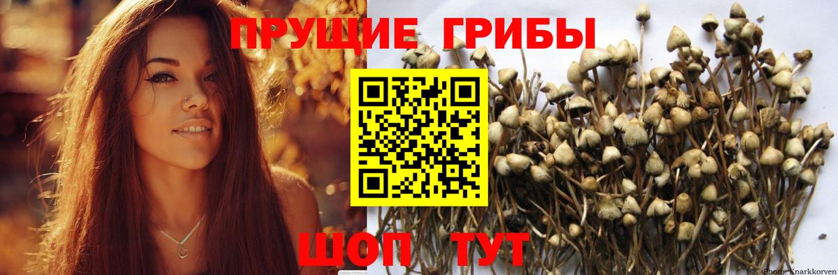 Псилоцибиновые грибы Magic Shrooms  Губаха  Псилоцибиновые грибы GOLDEN TEACHER 